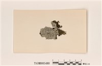 藏品(蜈蚣衣屬)的圖片